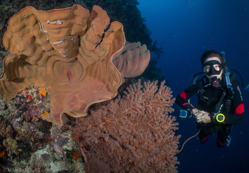 Woman diver by huge coral fans, Cracker Jack dive site, the Ribbon Reefs