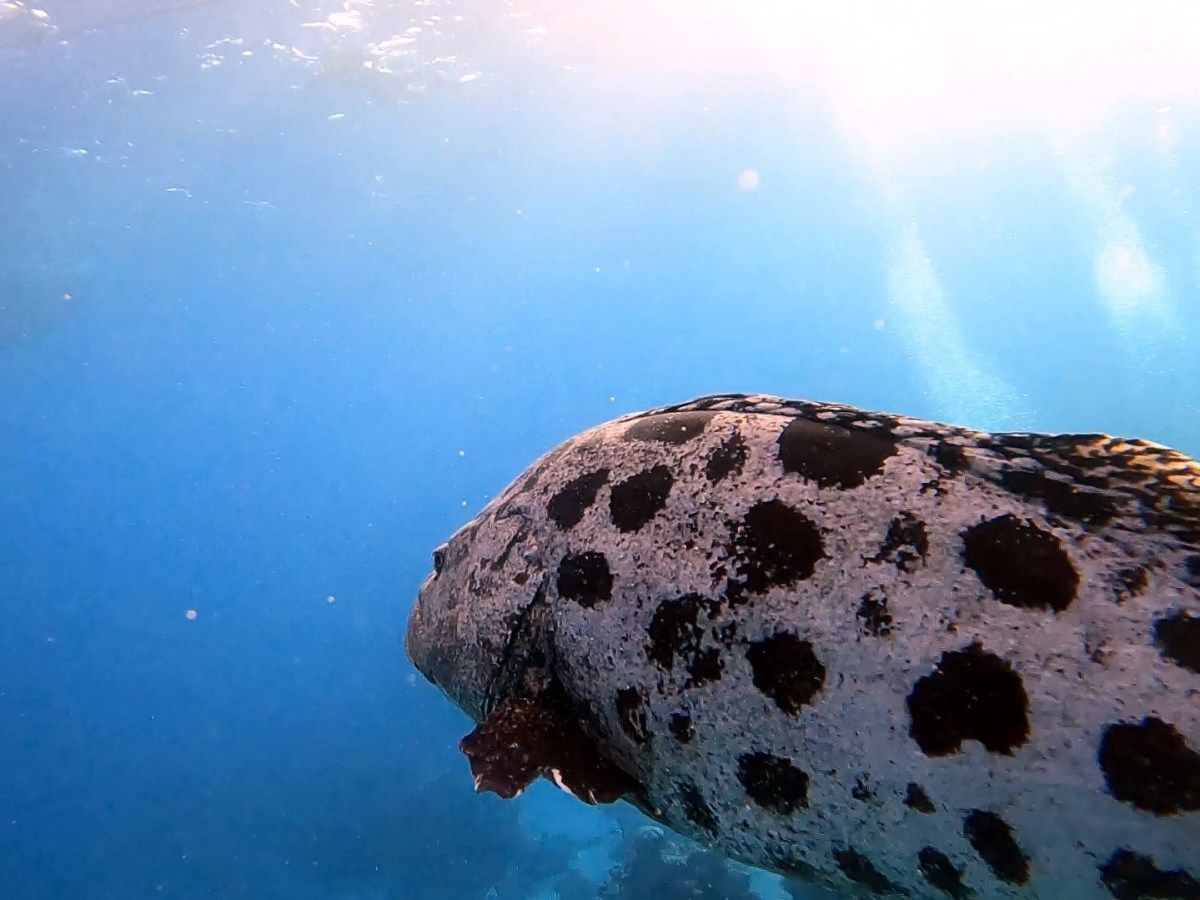 12 Tips to Conserve Air Scuba&nbsp;Diving