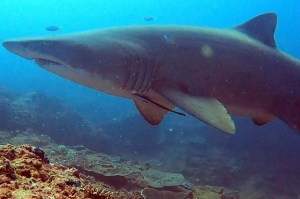 Grey Nurse Shark EMPTY NEST DIVER