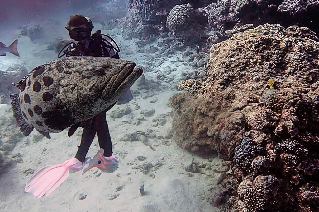 A SCUBA WOMAN with large potato cod The Cod Hole Ribbon Reefs EMPTY NEST DIVER