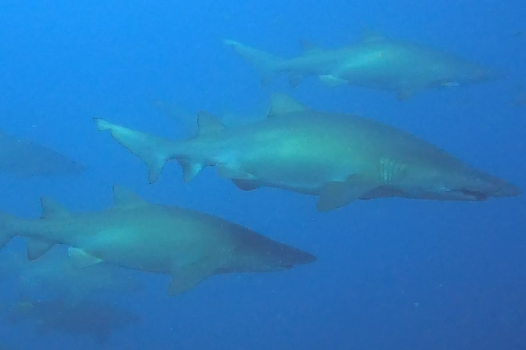 Wolf Rock Dive Grey Nurse Sharks EMPTY NEST DIVER