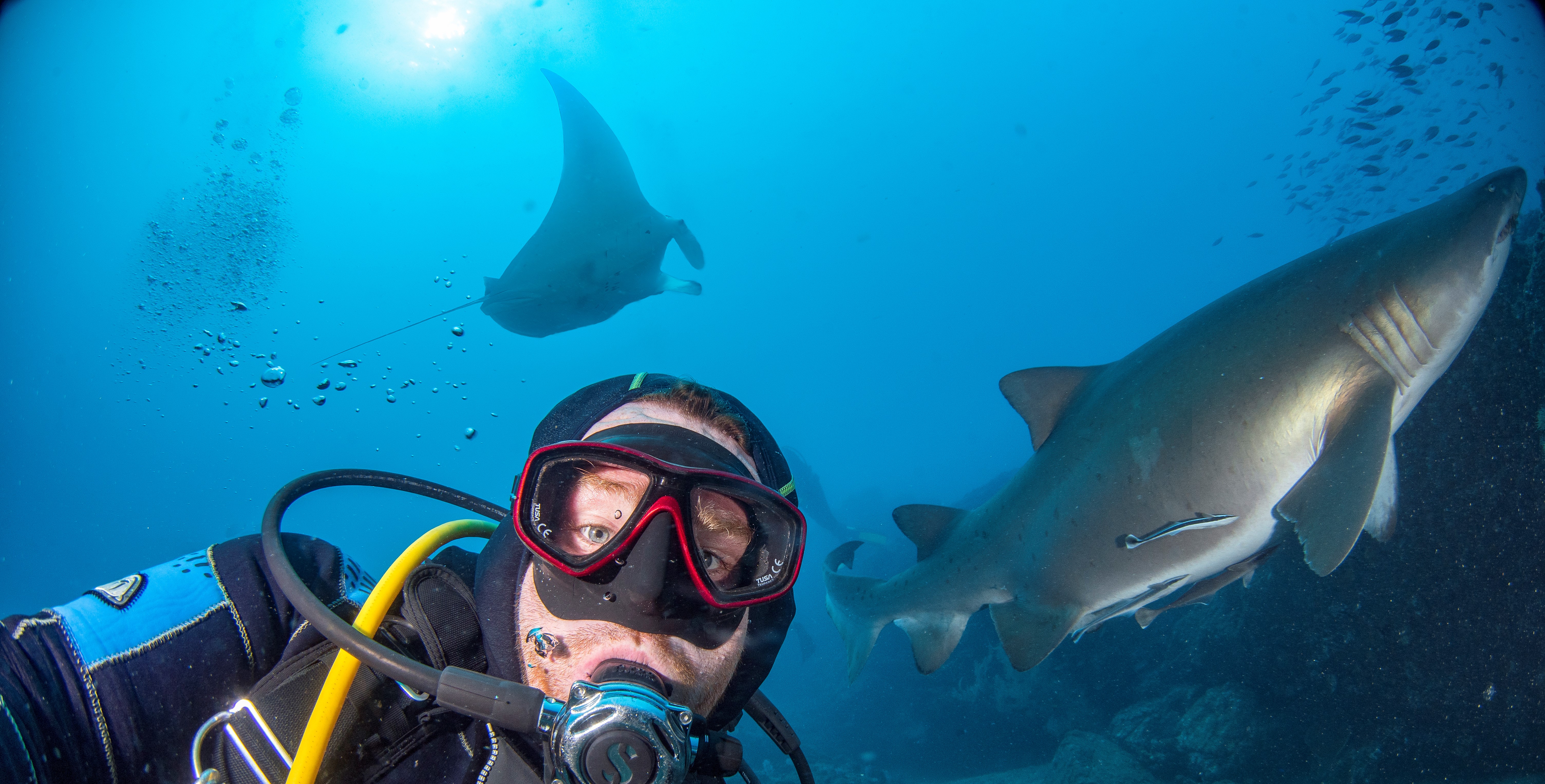 Diver with shark and manta ray