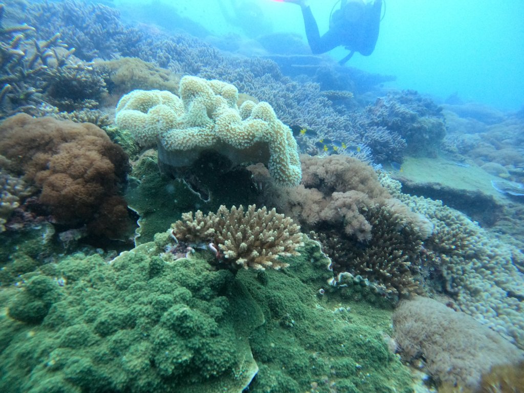 Coral Reef The Keppels EMPTY NEST DIVER