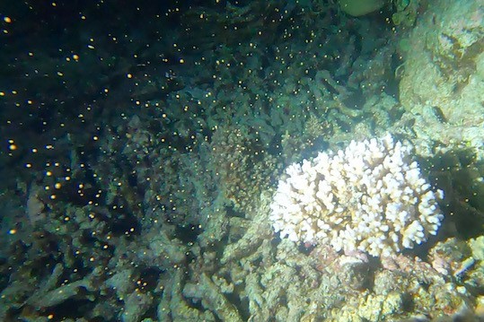 Coral spawning EMPTY NEST DIVER