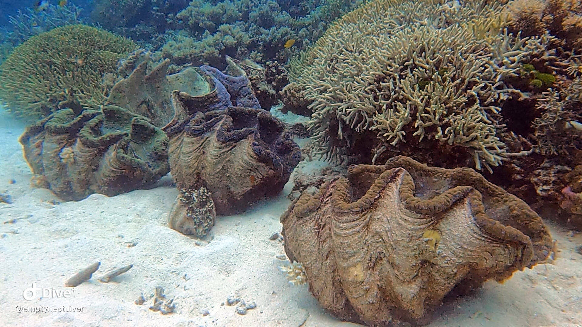 Giant clams Great Barrier Reef EMPTY NEST DIVER