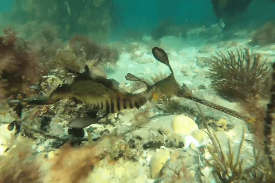 Weedy sea dragon EMPTY NEST DIVER