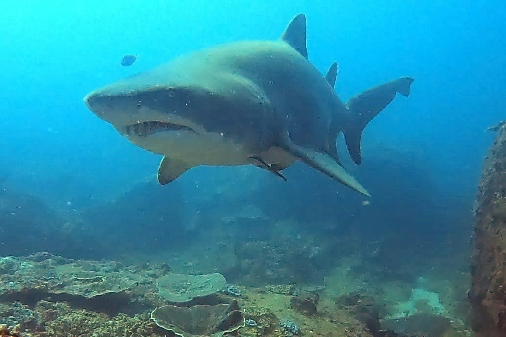 Grey Nurse Shark EMPTY NEST SIVER