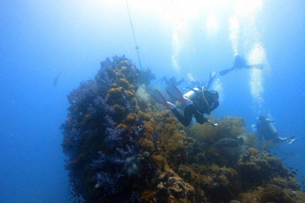 Scuba diving on SS Yongala EMPTY NEST DIVER