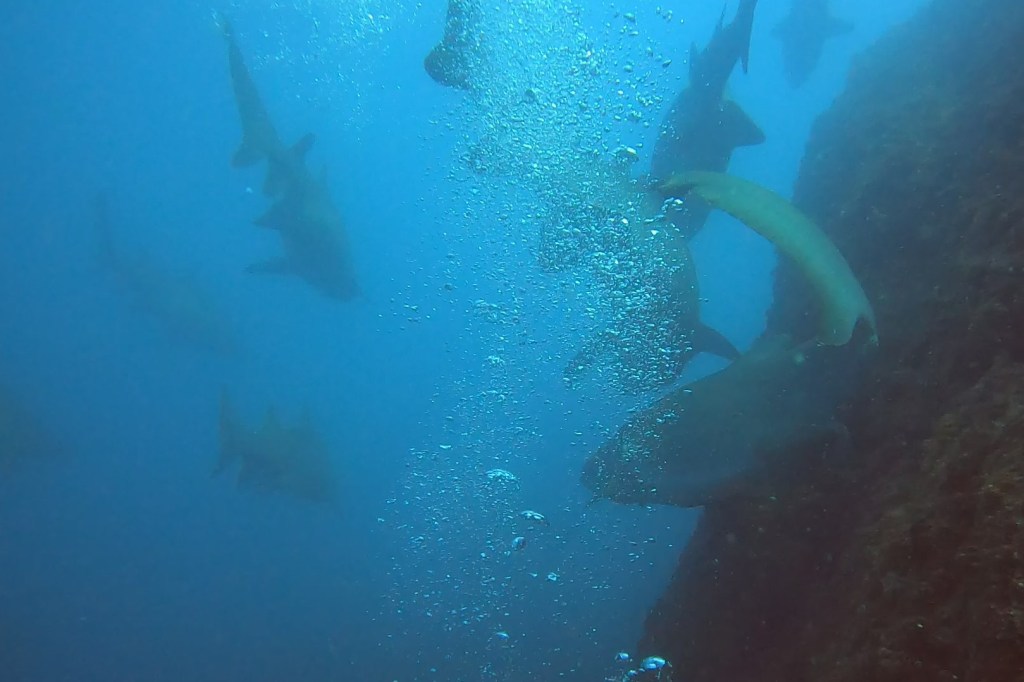 Grey Nurse Sharks EMPTY NEST DIVER