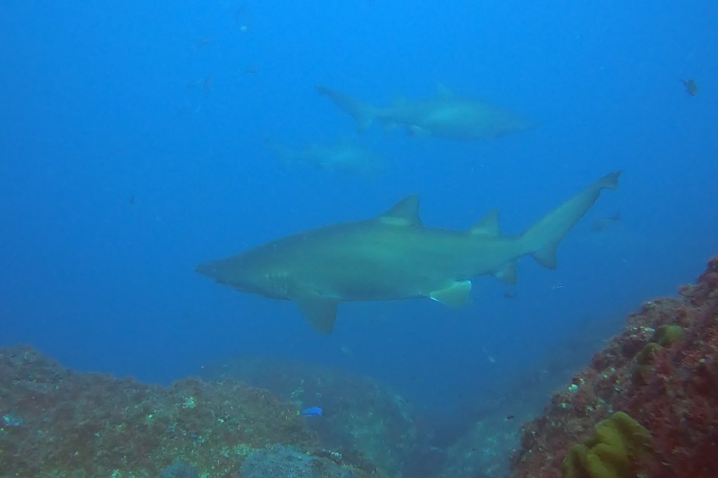 Grey Nurse Sharks EMPTY NEST DIVER