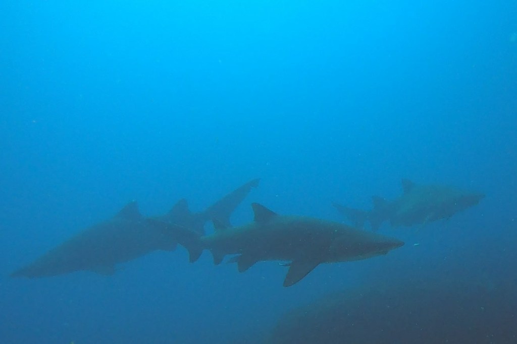 Grey Nurse Sharks