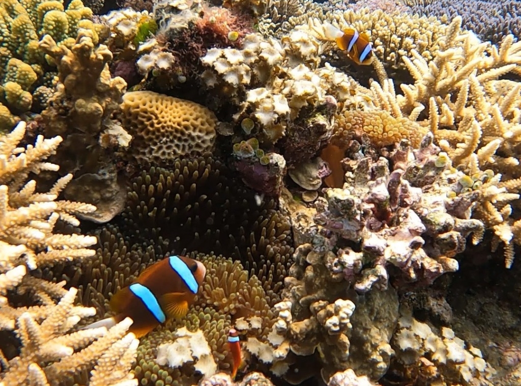 Anemone fish EMPTY NEST DIVER