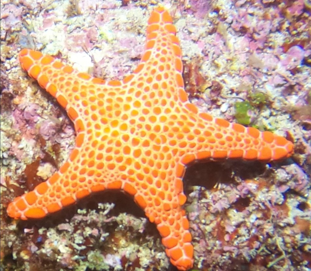 Orange starfish EMPTY NEST DIVER