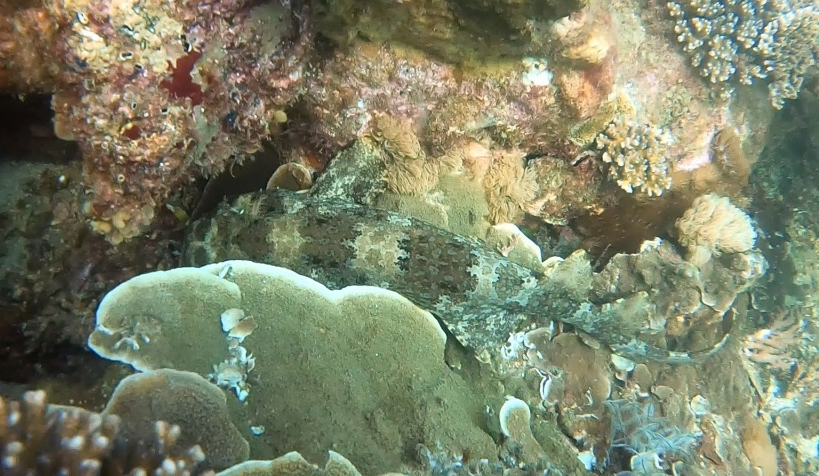Wobbegong shark