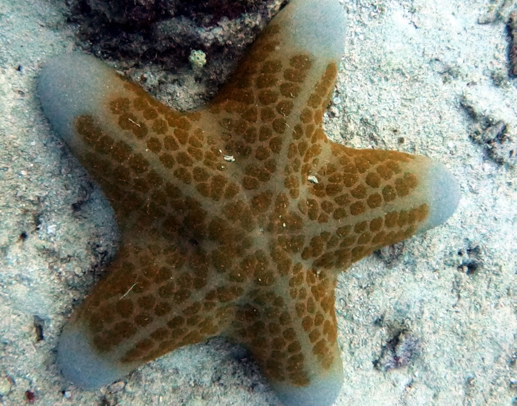 Starfish EMPTY NEST DIVER