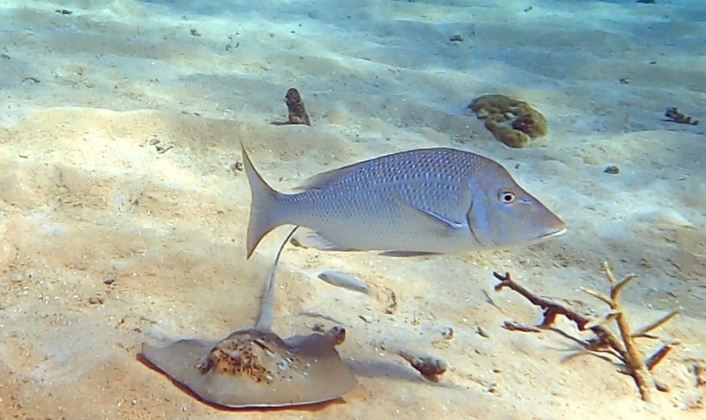 Large fish and blue spotted ray EMPTY NEST DIVER