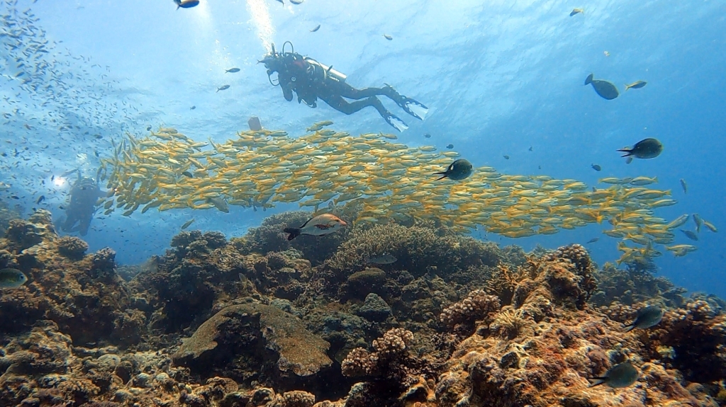 Diver and large school of fish, Ribbon Reefs EMPTY NEST DIVER