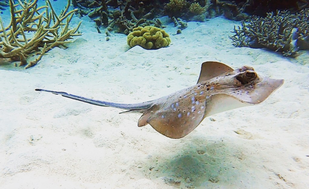 Blue Spotted Ray EMPTY NEST DIVER