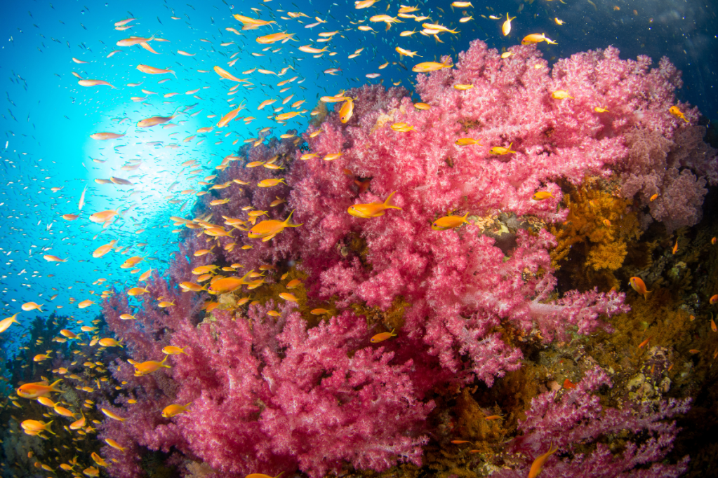 Pink coral and orange fish