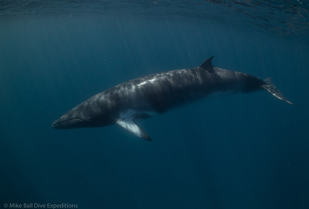 Dwarf minke whale underwater in the Great Barrier Reef