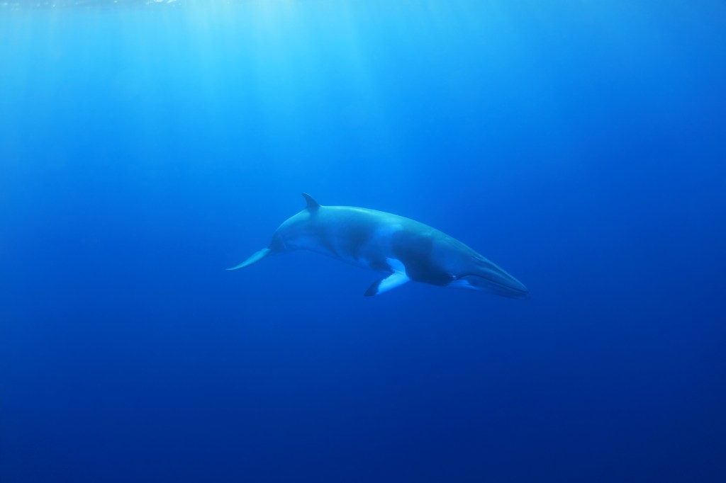 Dwarf minke whale (Balaenoptera acutorostrata) underwater in the Great Barrier Reef