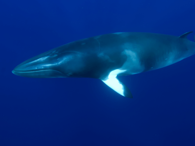 Dwarf Minke Whales and Their Hero Dr. Alastair Birtles Aboard Mike Ball&nbsp;Spoilsport