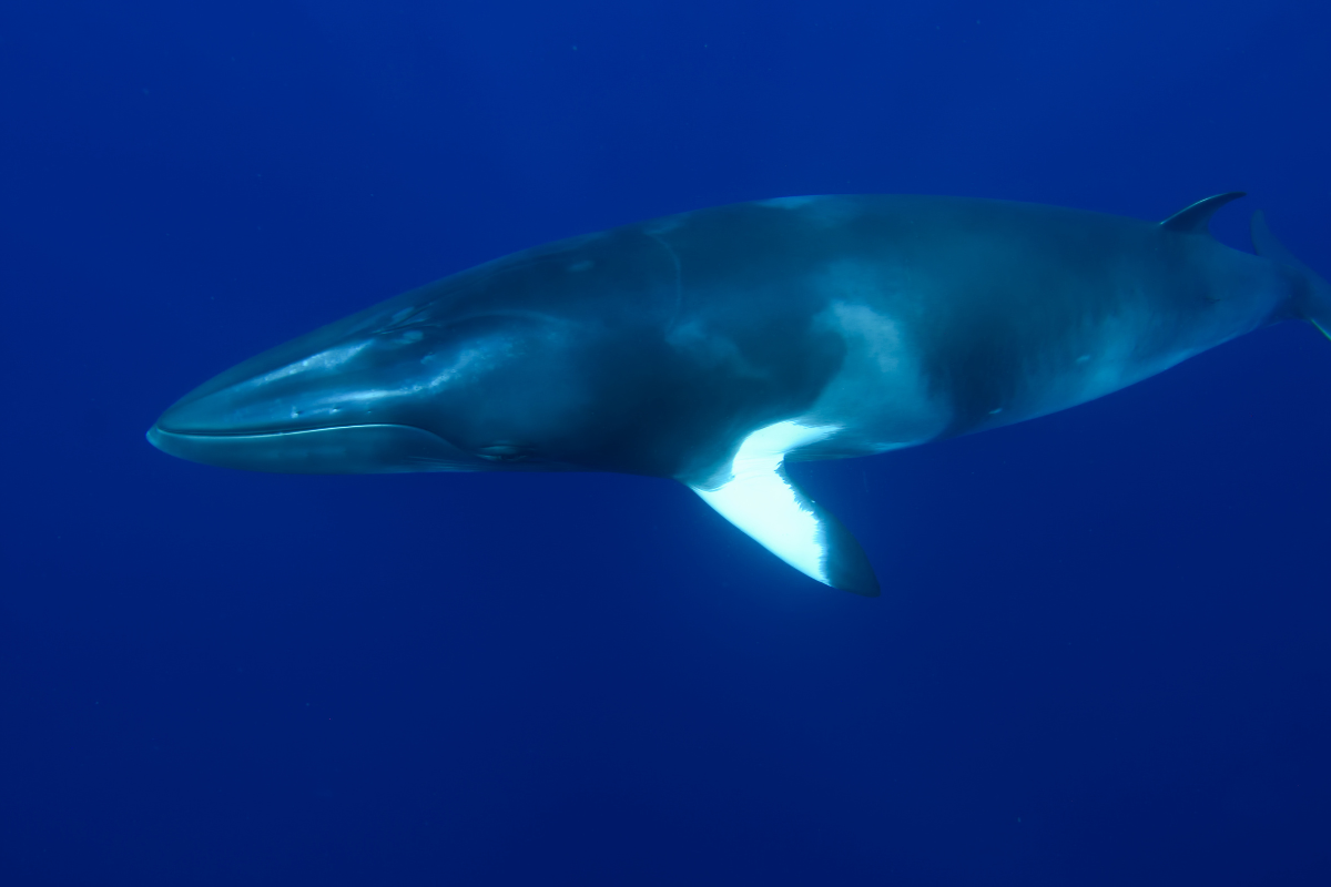 Dwarf Minke Whales and their hero Dr. Alastair Birtles aboard Mike
