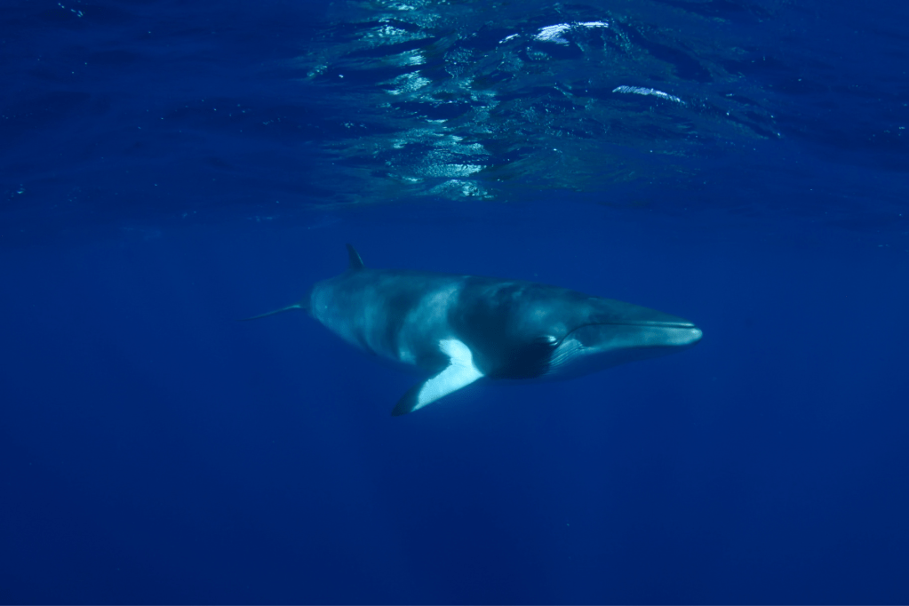Dwarf minke whale (Balaenoptera acutorostrata) underwater in the Great Barrier Reef