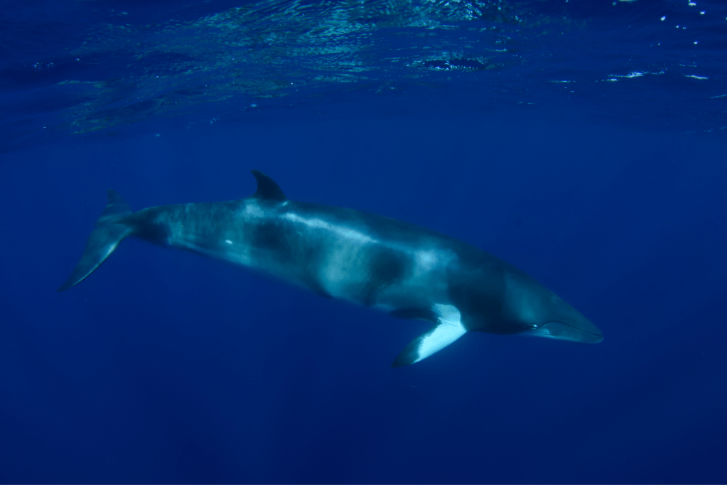Dwarf Minke Whale in blue water, Ribbon Reefs