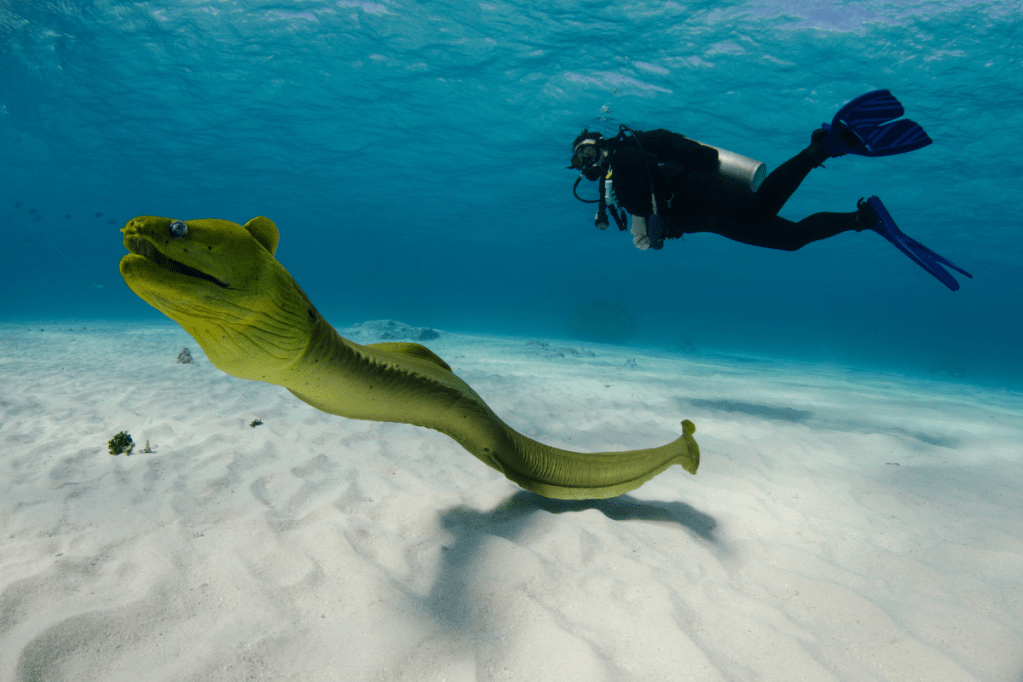 An eel in the foreground with a scuba diver in the background