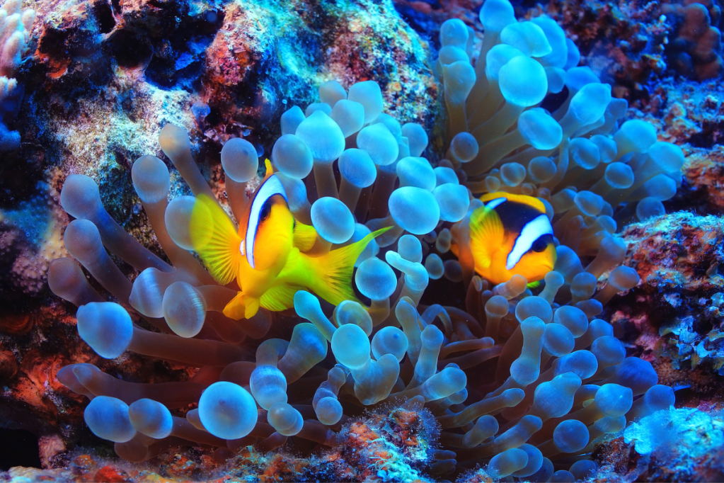 Two anemone fish