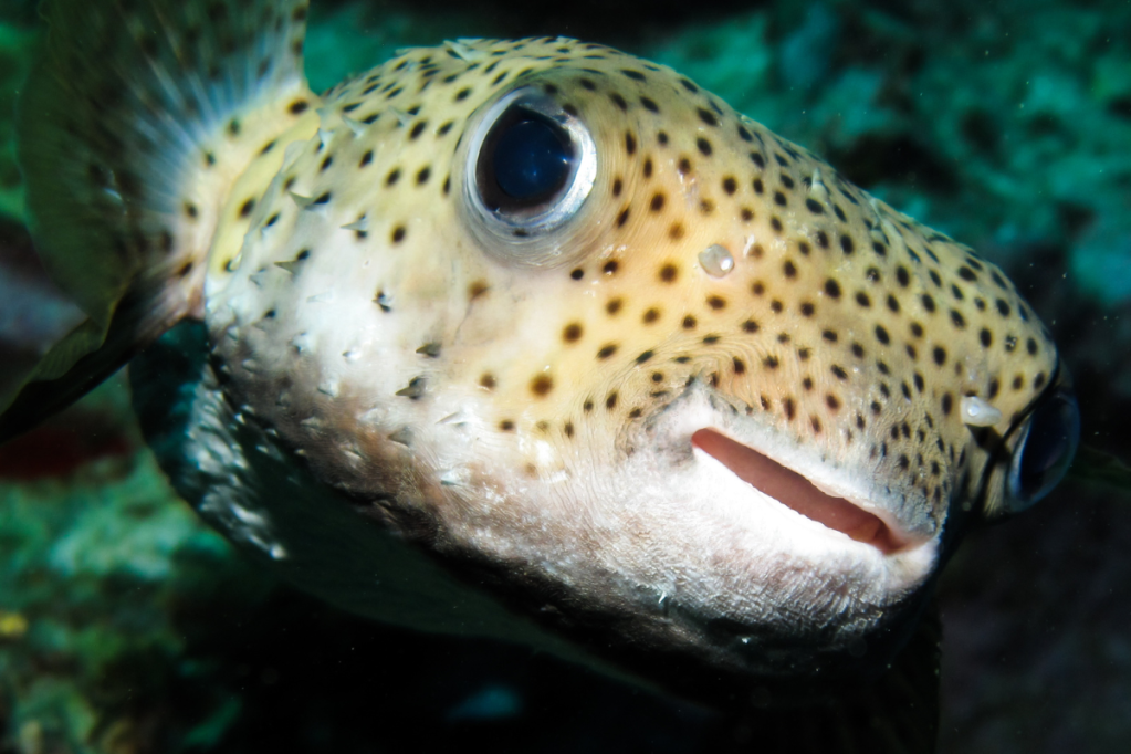 A puffer fish
