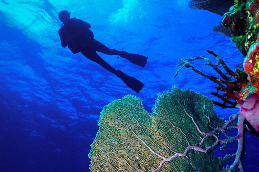 A scuba diver silhouette with beautiful coral