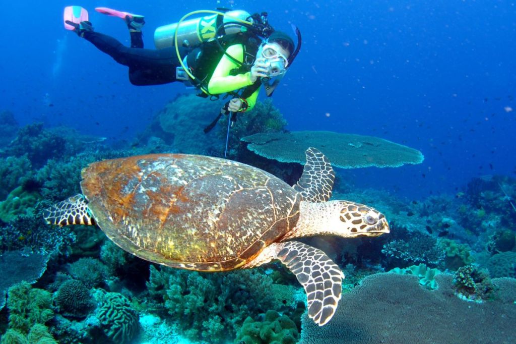 A scuba photographing a turtle