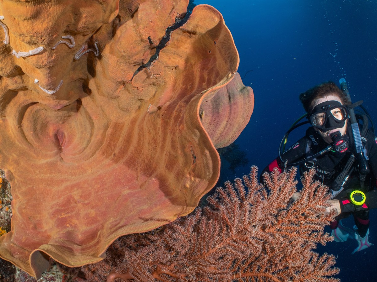 8 Good Reasons to Learn to Scuba Dive After&nbsp;50