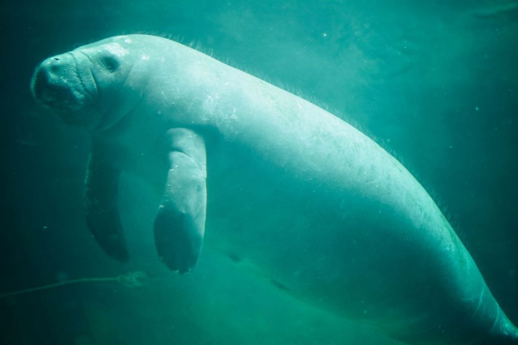 Dugong