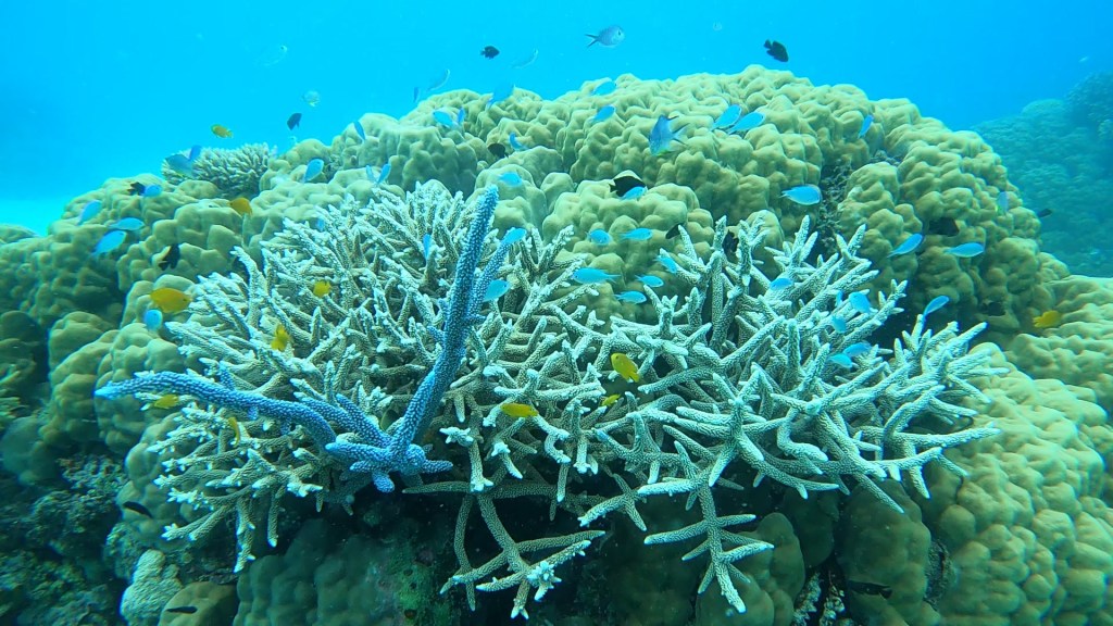 White coral with blue and orange fish