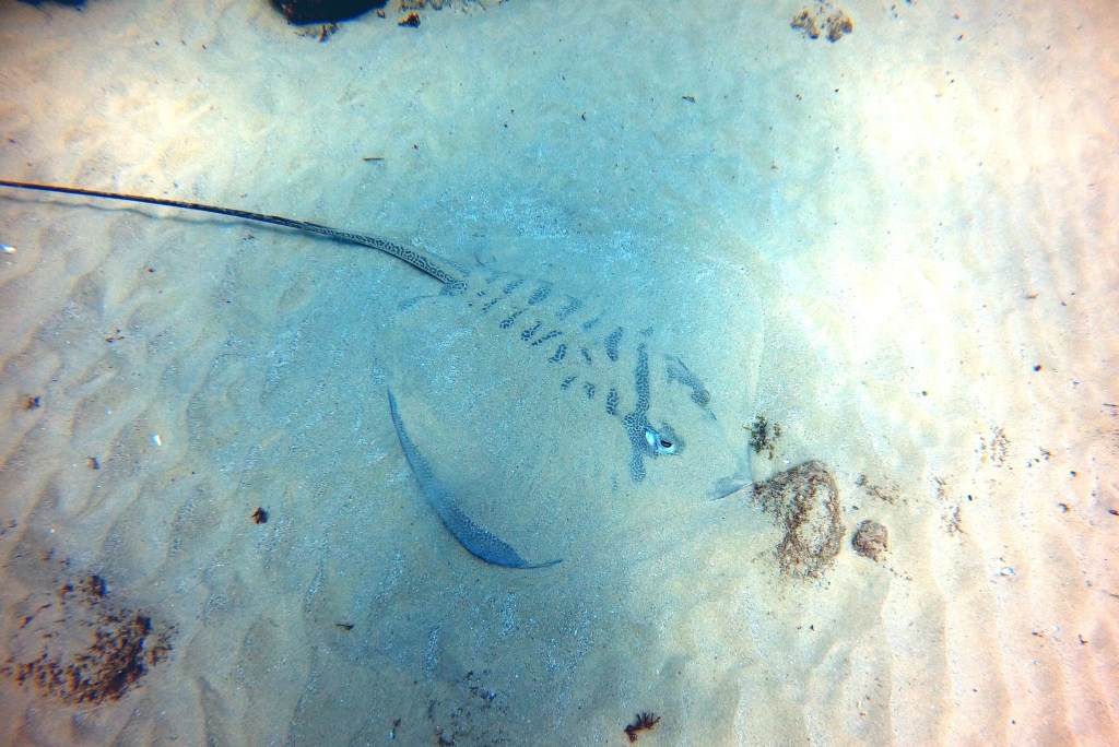 A large ray partially covered in sand