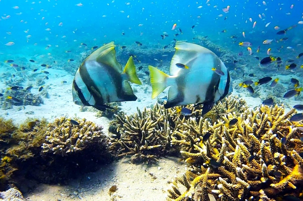 Two Bat Fish facing opposite directions
Empty Nest Diver