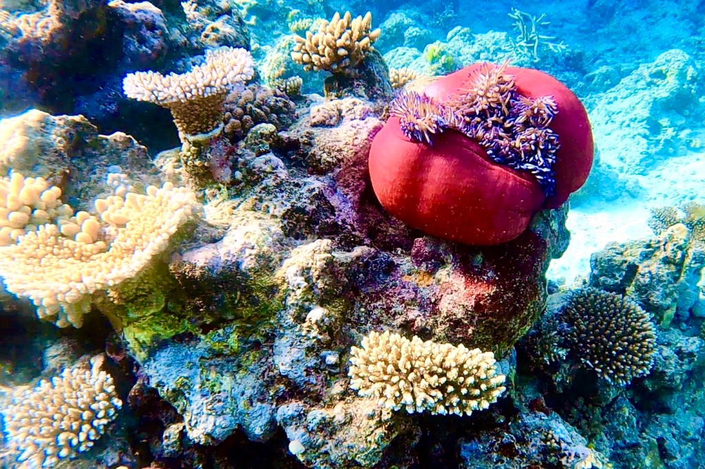 Reef on the Cod Hole
EMPTY NEST DIVER