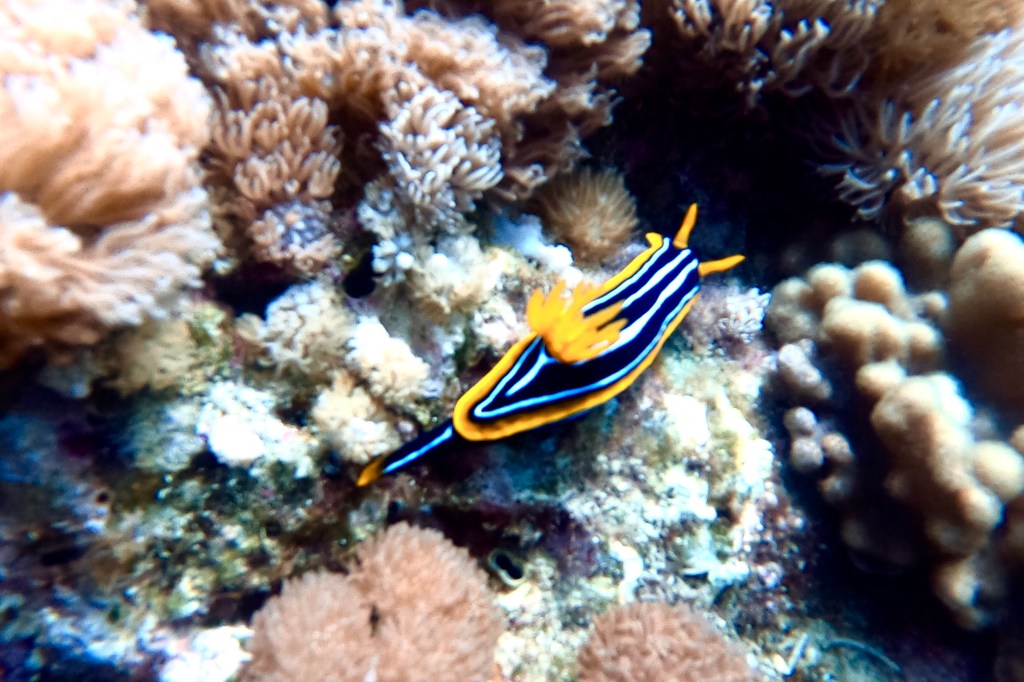 Nudibranch