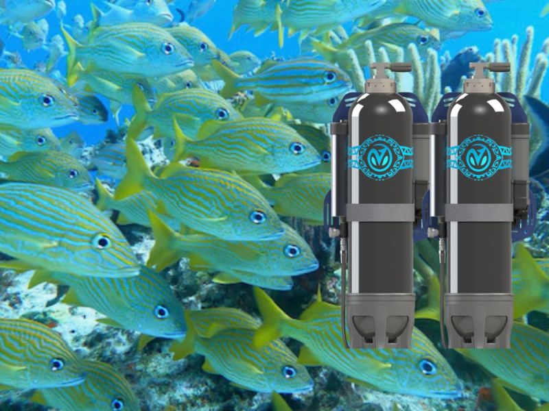 Avelo! Improve your Scuba Diving Experience plus Dive in&nbsp;Bonaire