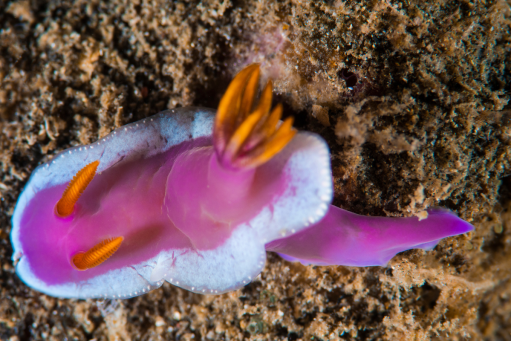 A pink Nudibranch
Empty Nest Diver