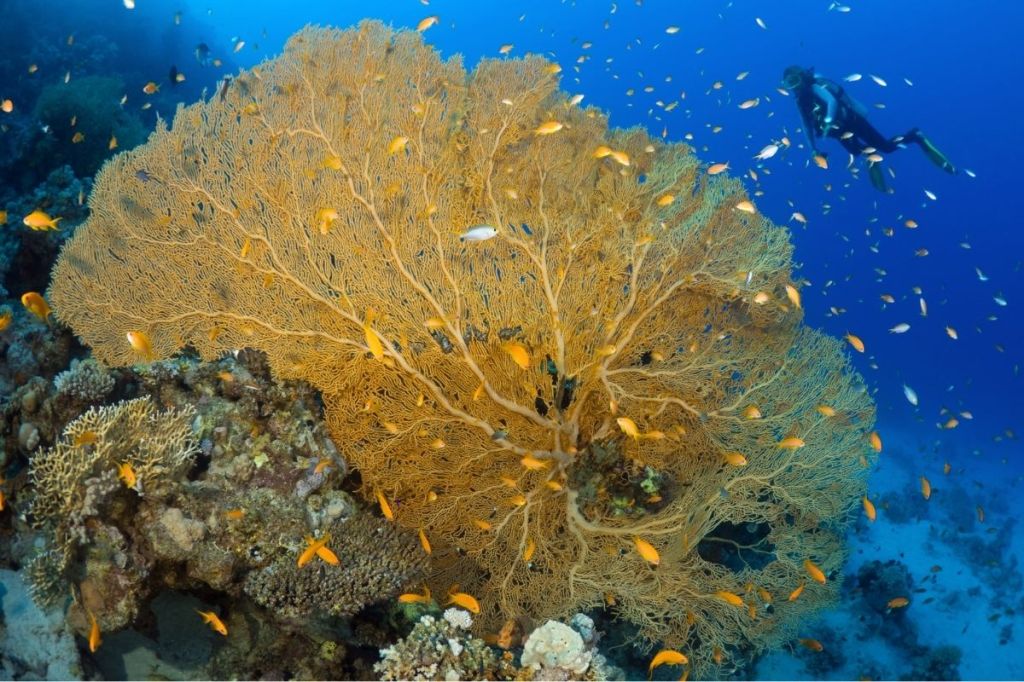 Large orange fan coral with lots of small orange fish and a scuba diver in the background
Empty Nest Diver