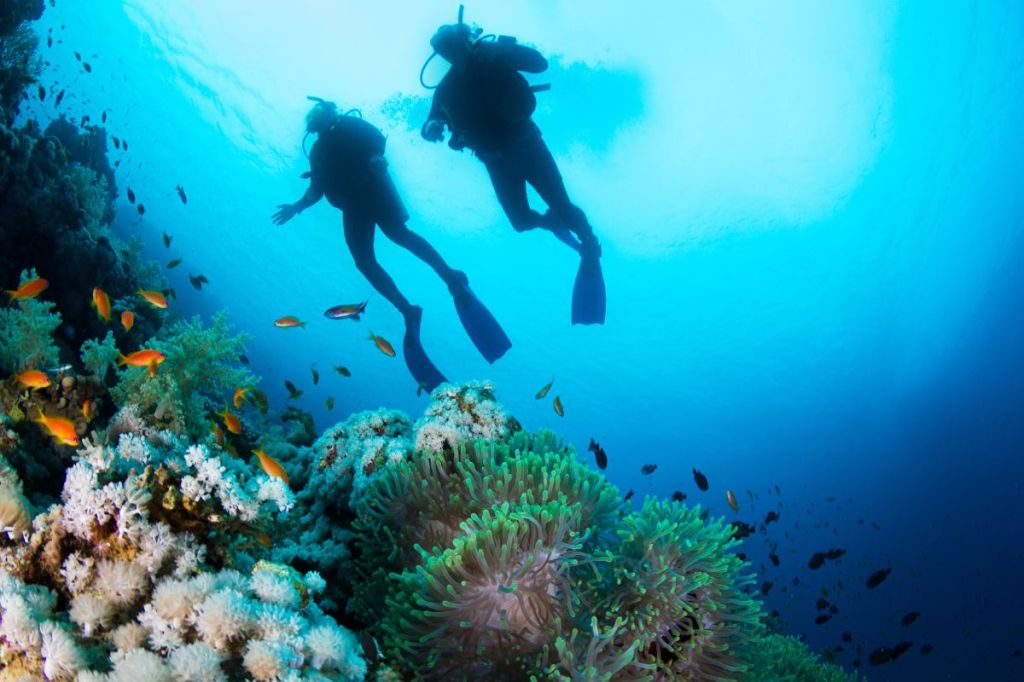 Two scuba divers over a coral reef
Empty Nest Diver