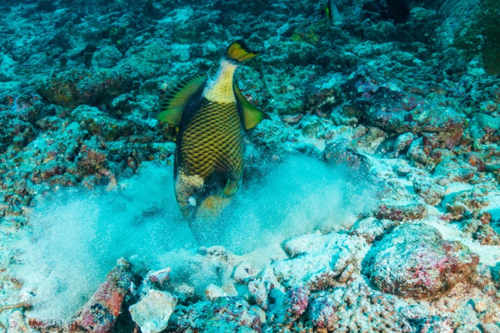 Trigger Fish digging up sand
Empty Nest Diver
