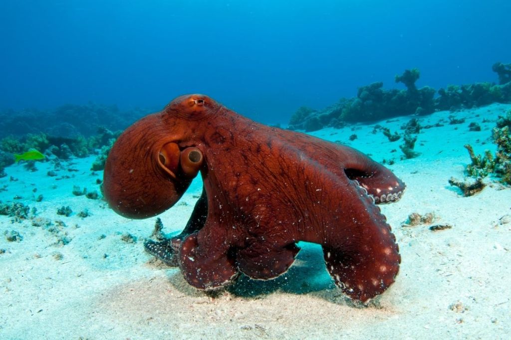 A red octopus on the ocean floor