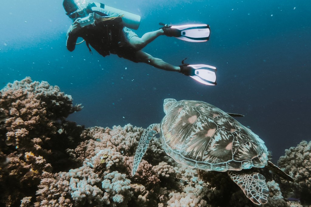 A Scuba Woman taking a photo of a turtle
Empty Nest Diver