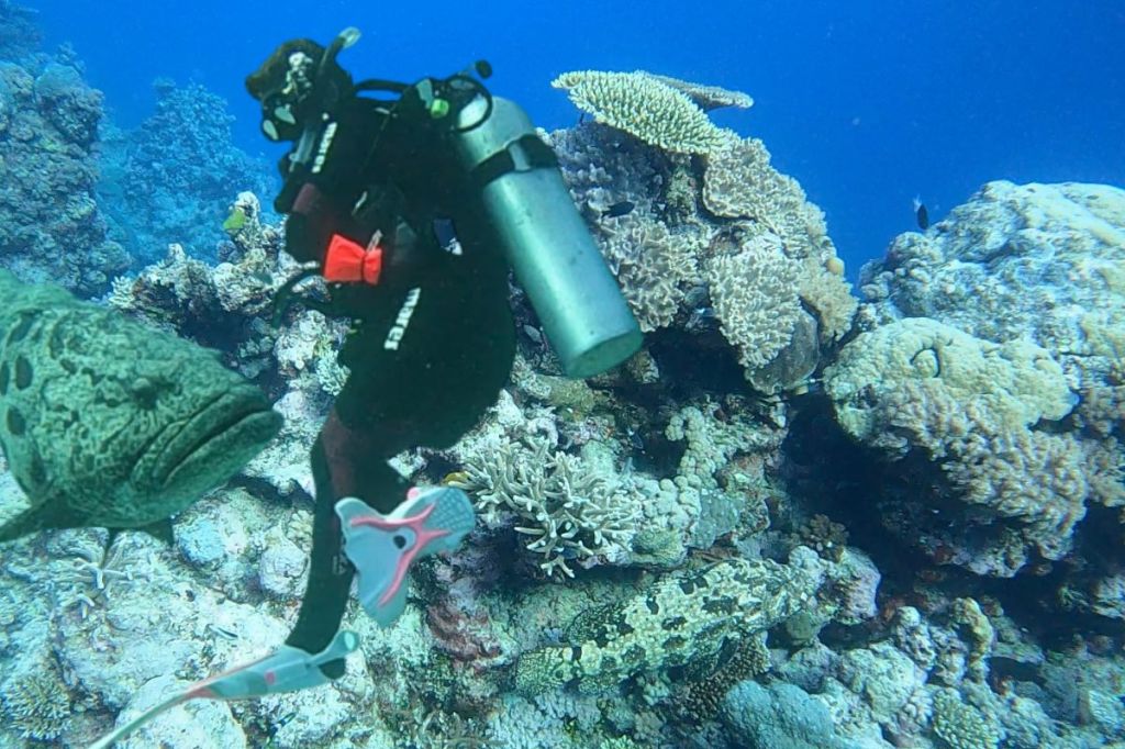 A Scuba Woman underwater with a Giant Potato Cod
Empty Nest Diver