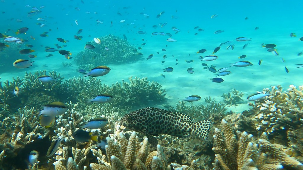 A coral reef with fish
Empty Nest Diver